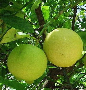 Key Lime shea butter  cream 4 oz.