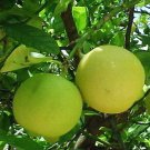 Key Lime shea butter cream 2oz.
