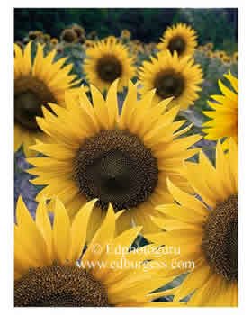 "Sunflower Portrait" Sunflowers Garden Kitchen Wall Fine Art Print Photo