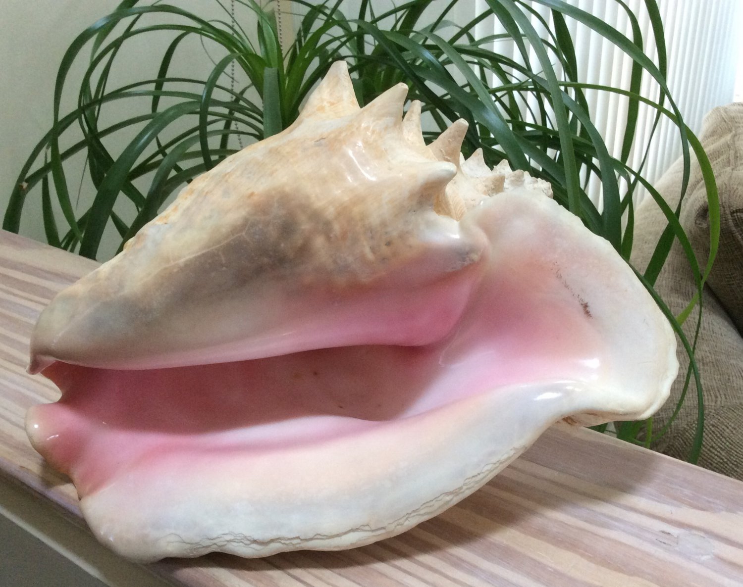 Vintage Large Queen Conch Shell Brought back from Negril Beach