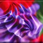 FUSCHIA REFLECTIONS