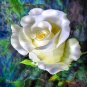 EFFLORESCENCE