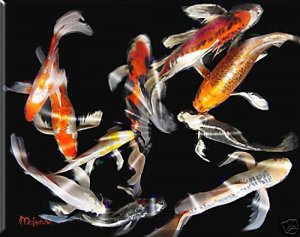 KOI IN BLACKNESS #1  (DIPTYCH)