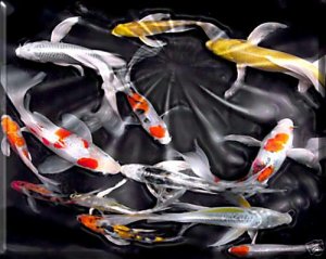 KOI IN BLACKNESS #2  (DIPTYCH)