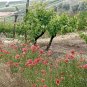 GRAPE VINES & POPPIES