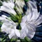 "LIQUID AZALEAS"  Metallic Print (24 x 36)