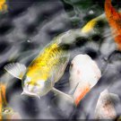 Japanese ART Yellow Koi fish Pond Feng shui PAINTING