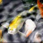 Japanese ART Yellow Koi fish Pond Feng shui PAINTING