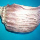 Shell Vase
