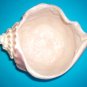 Shell Vase
