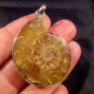 925 Silver Ammonite Sea Fossil Pendant Dinosaur Era A 925 Silver Ammonite Sea Fossil Pendant Dinosaur Era A