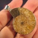 925 Silver Ammonite Fossil Pendant Dinosaur Era A 925 Silver Ammonite Fossil Pendant Dinosaur Era A