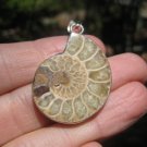 925 Silver African Ammonite fossil pendant necklace dinosaur era  Amber color A
