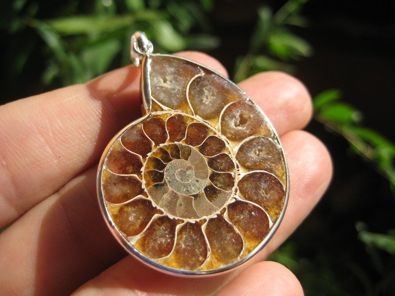 Africa Ammonite Fossil necklace pendant thailand jewelry art A18