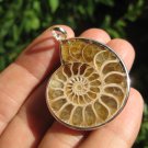 Africa Ammonite Fossil necklace pendant thailand jewelry art A20 Africa Ammonite Fossil necklace pendant thailand jewelry art A20