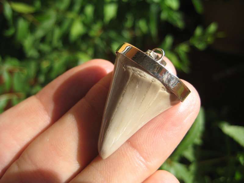 Natural 925 Sterling Silver Otodus Obliquus shark tooth fossil pendant A13