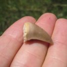 Mosasaur fossil tooth Dinosaur 65 million + year old marine reptile A2 Mosasaur fossil tooth Dinosaur 65 million + year old marine reptile A2
