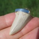Natural 925 Sterling Silver Otodus Obliquus shark tooth fossil pendant A22 Natural 925 Sterling Silver Otodus Obliquus shark tooth fossil pendant A22