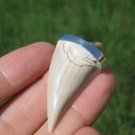 Natural 925 Sterling Silver Otodus Obliquus shark tooth fossil pendant A20 Natural 925 Sterling Silver Otodus Obliquus shark tooth fossil pendant A20