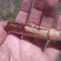 Wood Phallic Phallus Lucky Amulet Statue Thailand CH7184