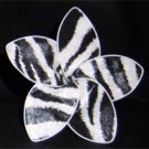 Black and White Zebra