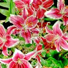 Skibo Flowers - 14 x 22