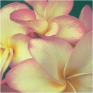 Pink Plumeria