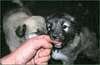 Little-dogs*01*