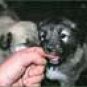 Little-dogs*01*