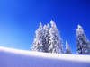 Winter*44*