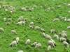 Sheeps*01*
