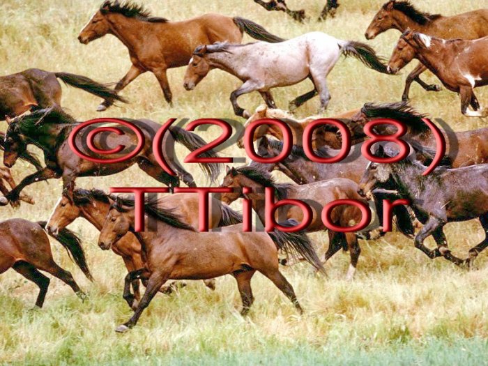 Horses*05*