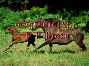 Horses*04*