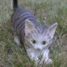 Silver Tabby Cat Figurine 6 3/4"