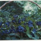 LE BLEUET EN CORBEILLE DU SAGUENAY - BLUEBERRIES(C-163)