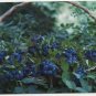 LE BLEUET EN CORBEILLE DU SAGUENAY - BLUEBERRIES(C-163)