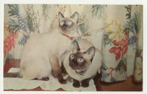 WE ARE SIAMESE IF YOU PLEASE- CATS MINT POSTCARD- C-308