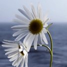 16oz Beach Daisies Bath Salts -  Fresh Floral Fragrance