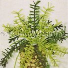 Potted Asparagus Fern Crewel Embroidery Kit
