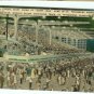 Derby lane Greyhound Postcard Florida unused Linen ST Petersburg FL