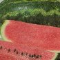 Cobb Gem Watermelon Seeds Bulk- 60
