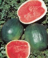 Black Diamond Watermelon- 60