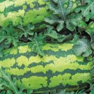 Georgia Rattlesnake Watermelon Seeds- 60