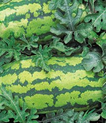 Georgia Rattlesnake Watermelon Seeds- 60