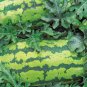 Georgia Rattlesnake Watermelon Seeds- 60