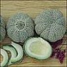 Jenny Lind Melon Seeds- 60