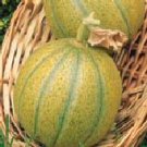 Ogen (Israeli) melon seeds- 60