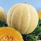 Heart of Gold Cantaloupe/Melon Seeds- 60