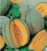 Ananas Pineapple Melon Seeds- 60