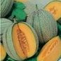 Ananas Pineapple Melon Seeds- 60